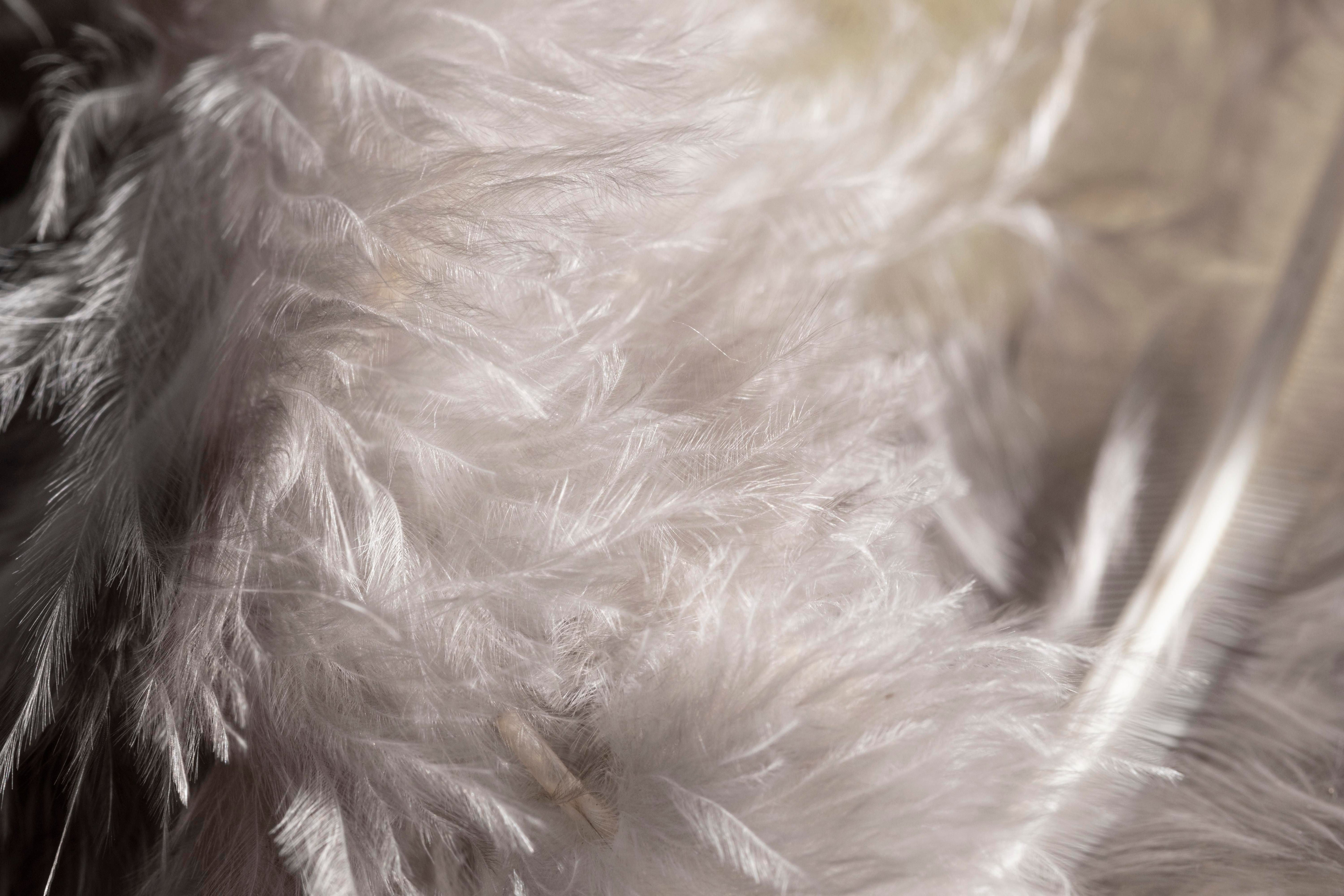 Down vs Feather Duvets: Which One Should You Choose?