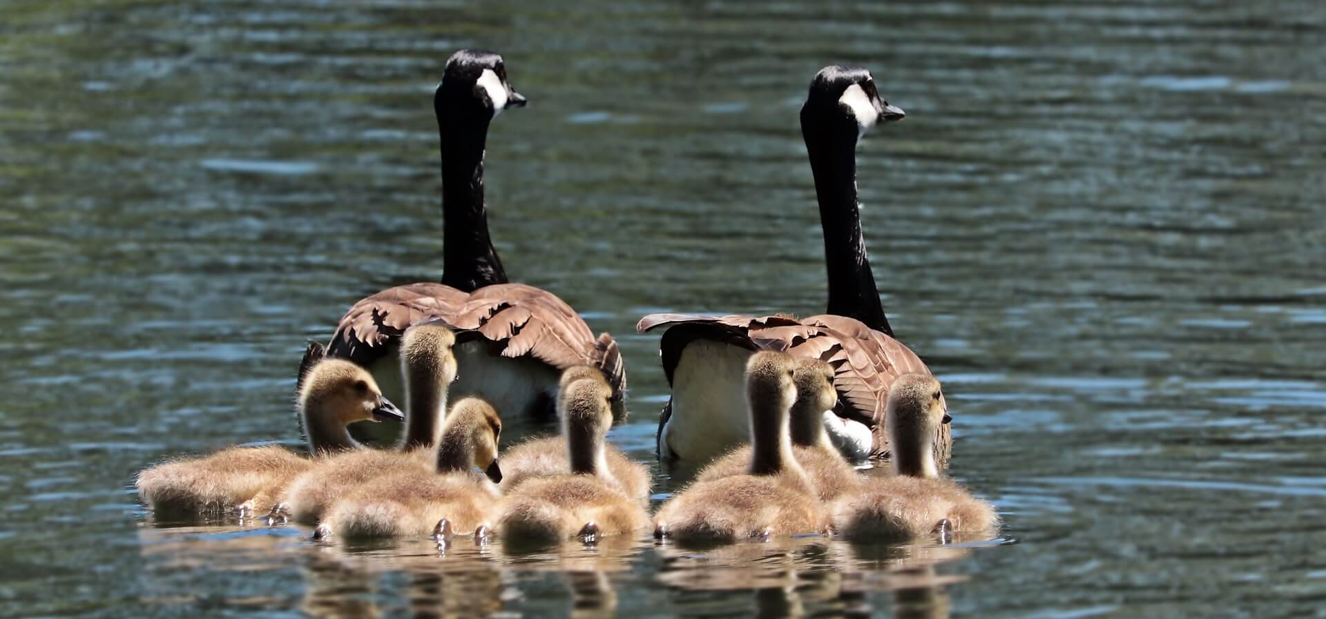 hungarian-goose-down-vs-duck-down-which-best