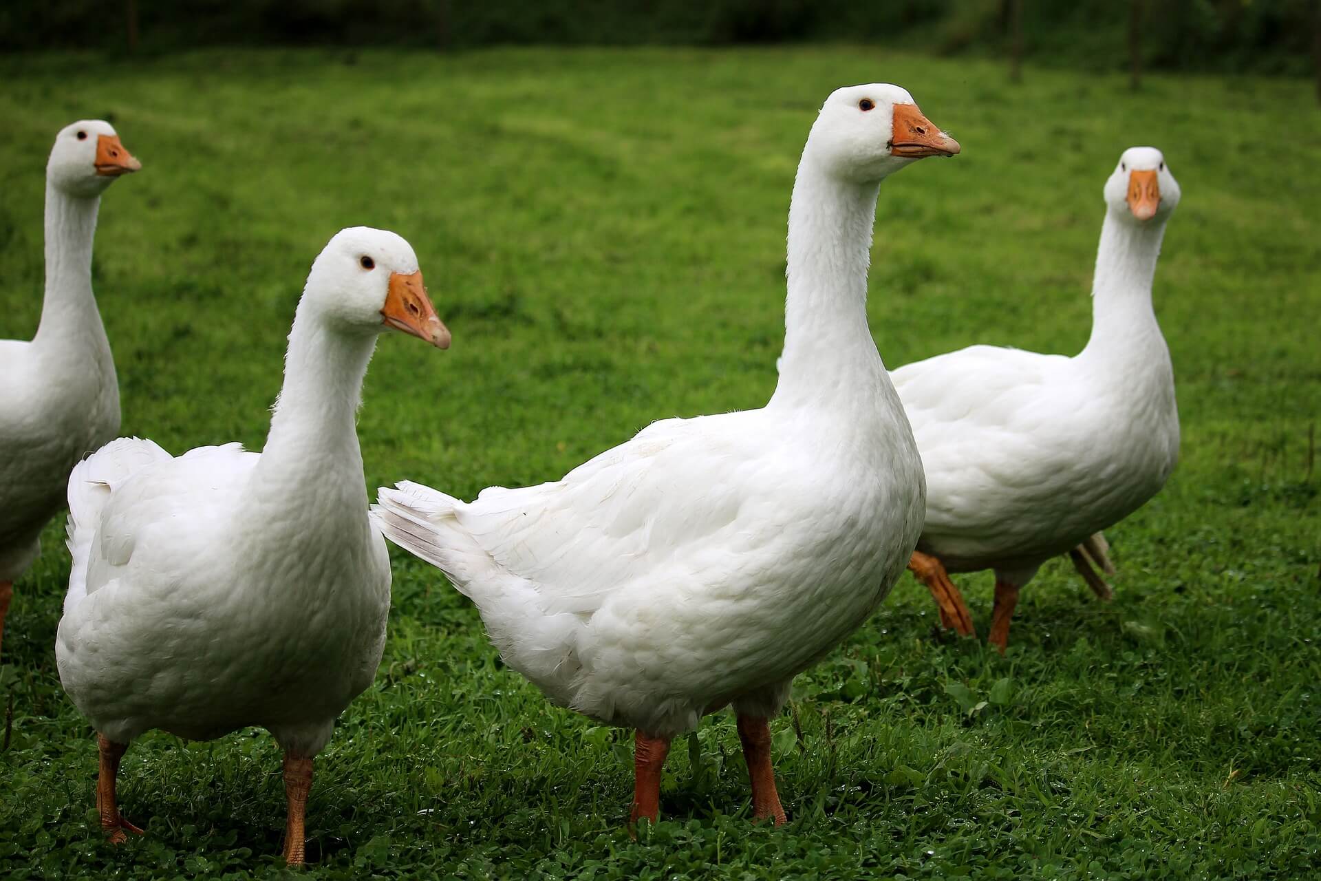 white-goose-down
