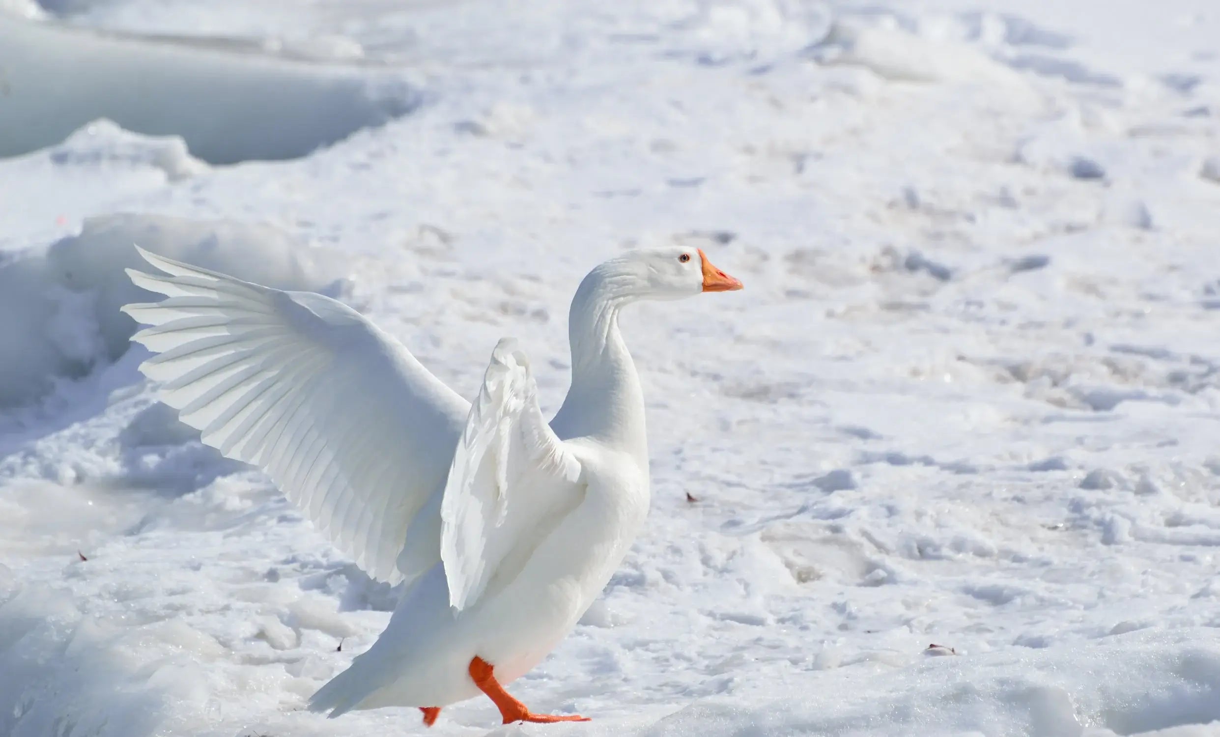 goose-down