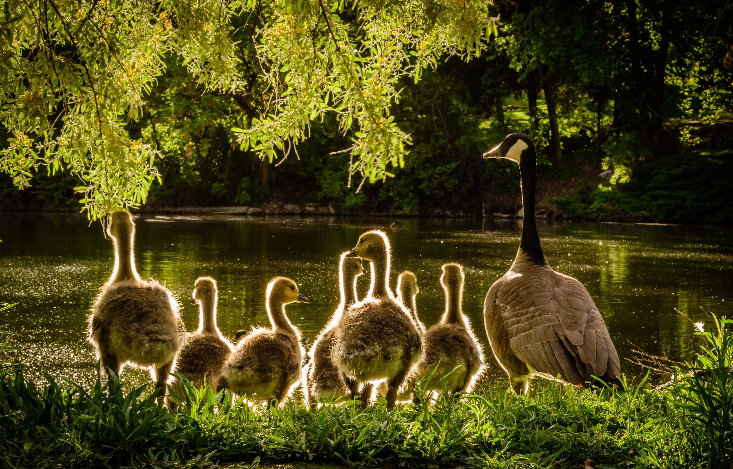 Is Hungarian Goose Down Cruel?