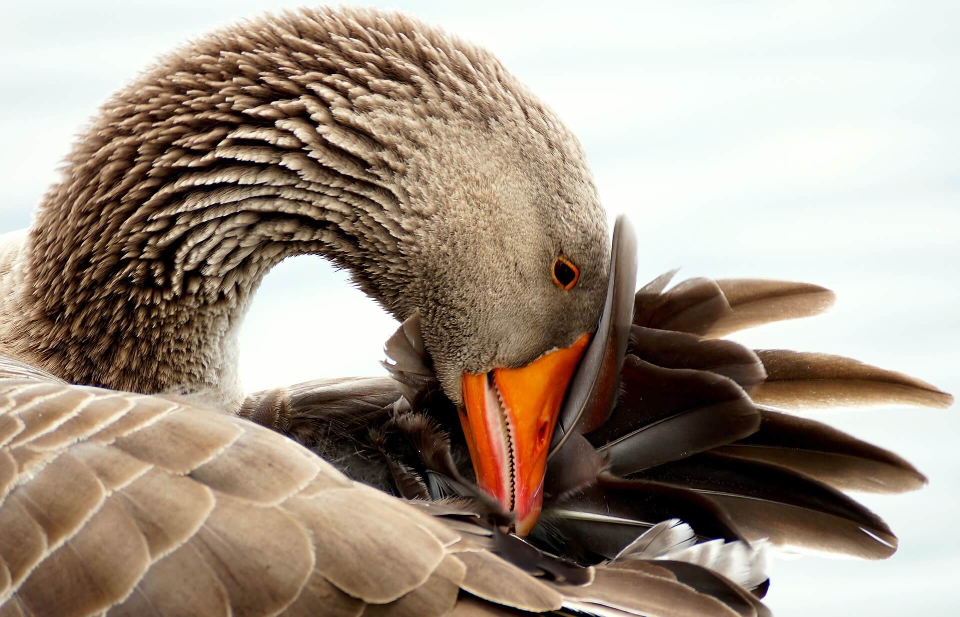 goose-down-bedding-filling